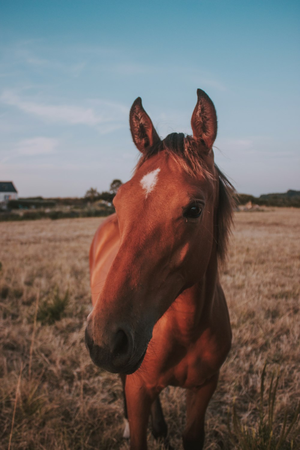 brown horse