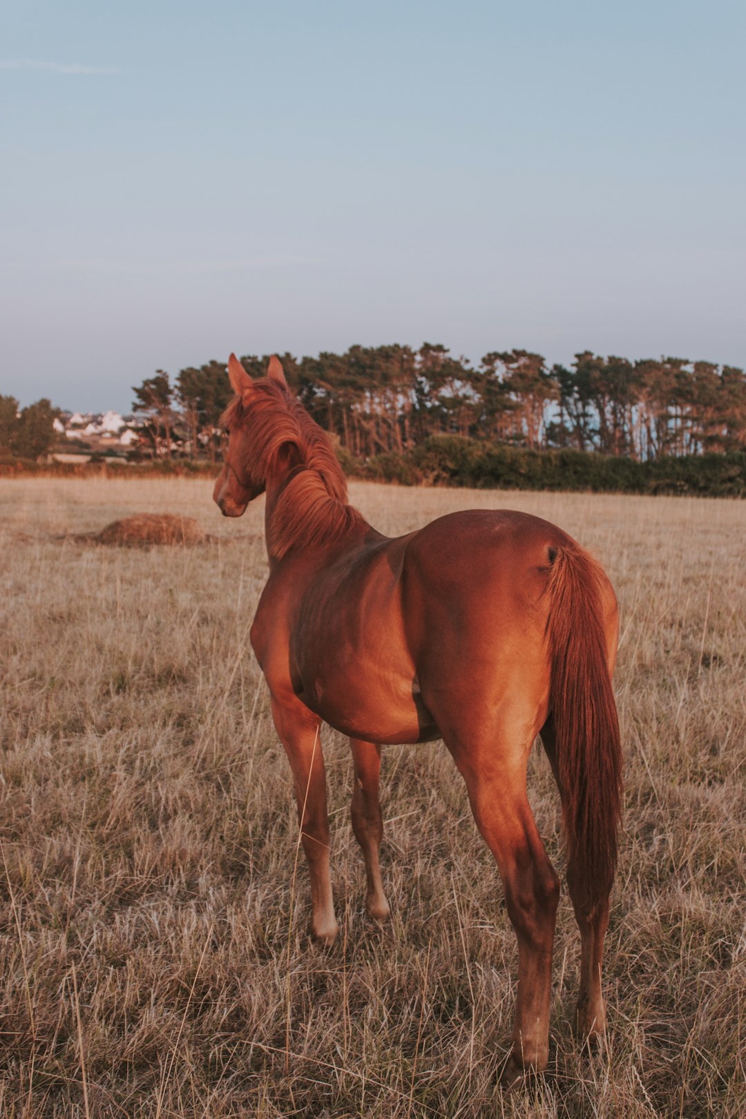 brown horse