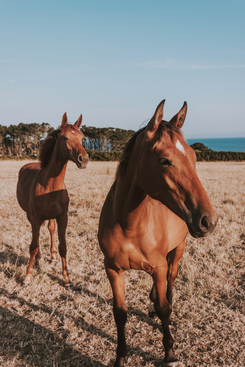 two brown horses close-up photography