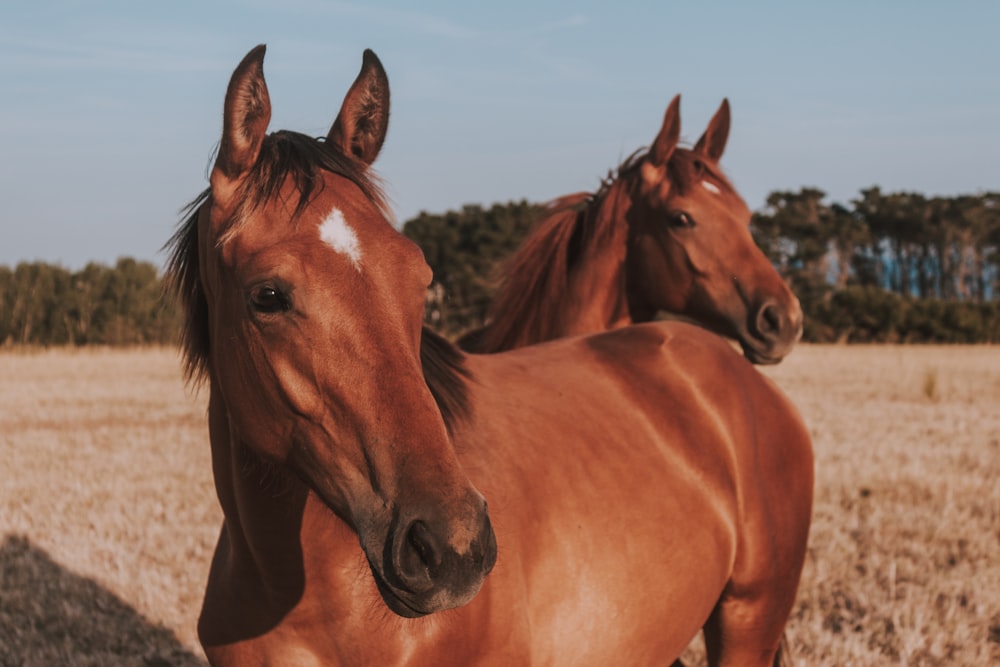 two brown horses