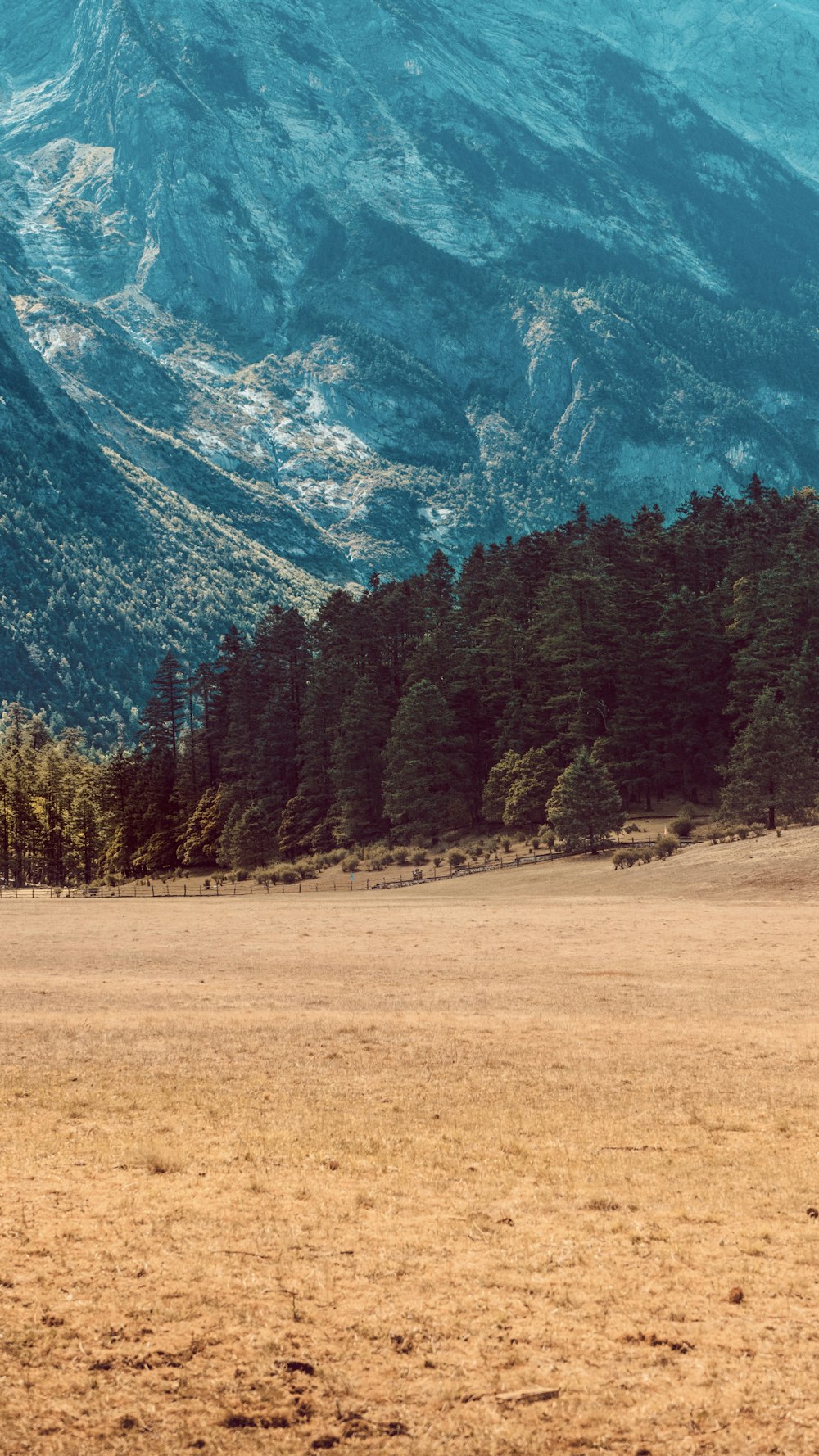 green pine trees