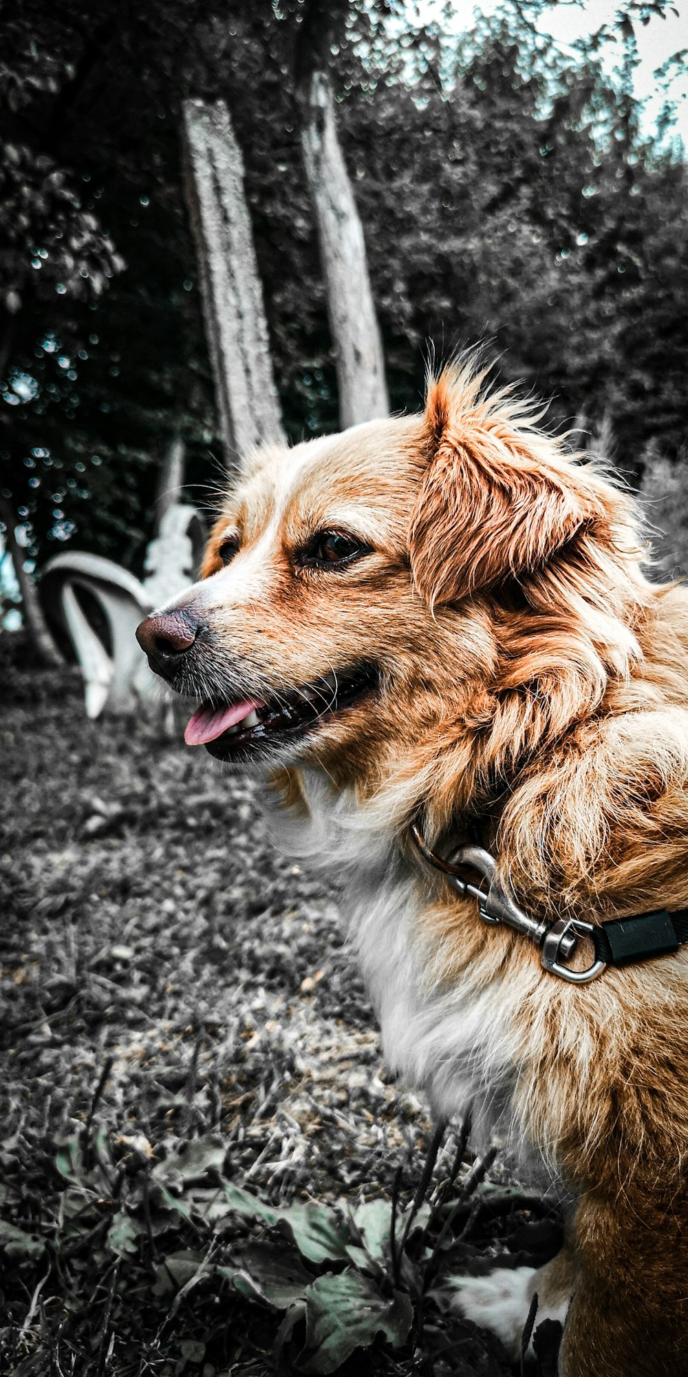 selective color photography of brown dog