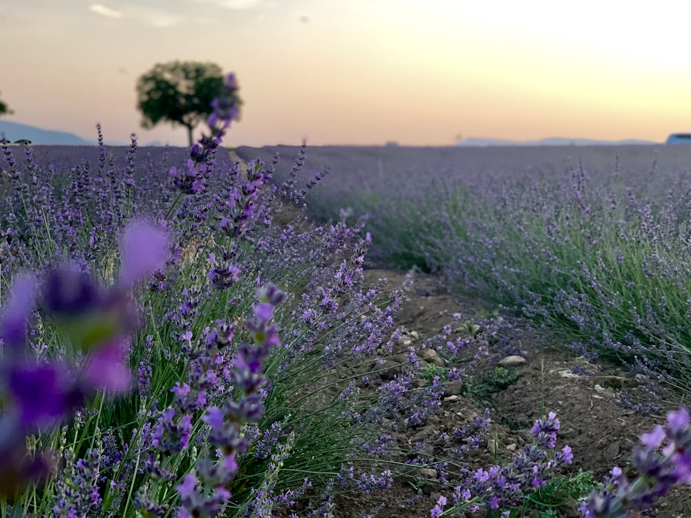 campos de flores de lavanda durante el día