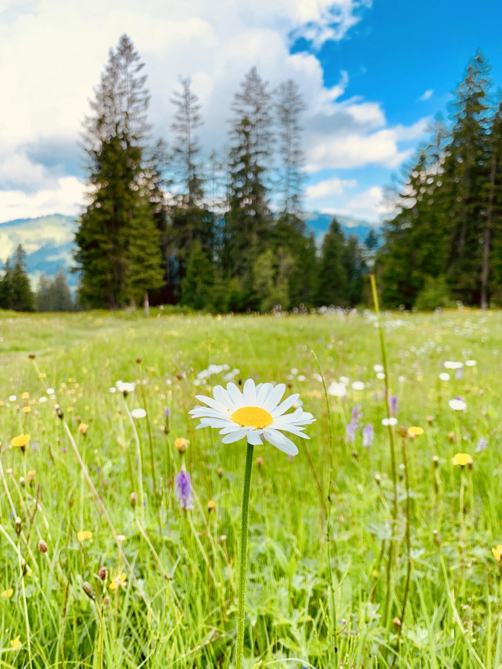 Champ de fleurs de marguerites blanches et jaunes en fleurs