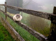 A fluffy cat is perched comfortably on a rustic wooden fence surrounded by a misty countryside. The background features a hazy view of grass, a few yellow flowers, and a faint outline of a barn, creating a calm and serene atmosphere.
