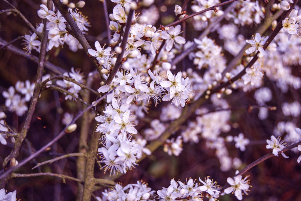 blooming white petaled flowers