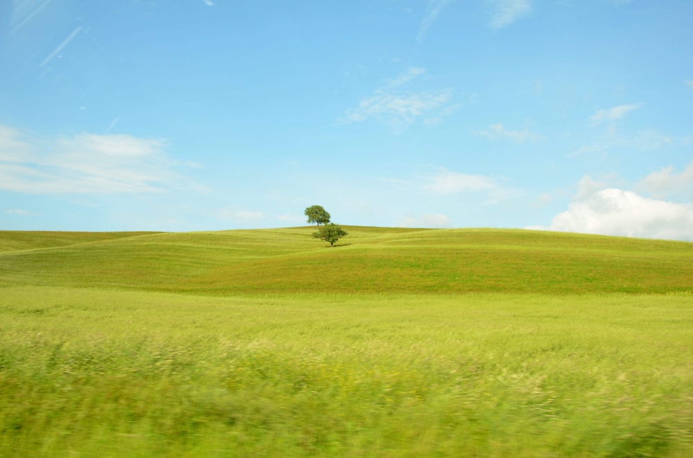 green grass field