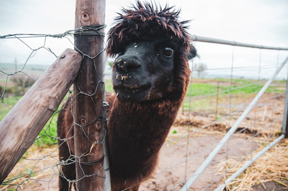 brown 4-legged animal in cage