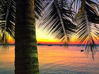 coconut tree near beside ocean during golden hour