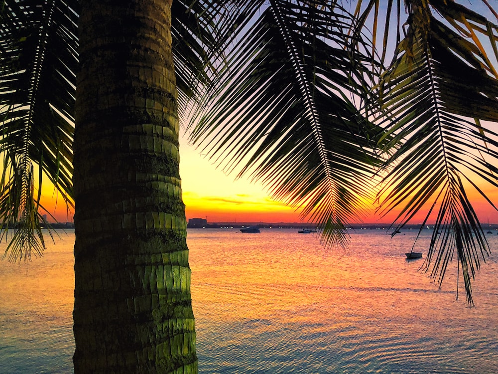 albero di cocco vicino all'oceano durante l'ora d'oro