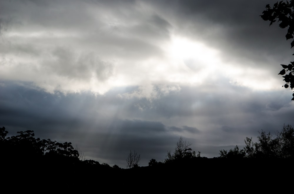 silhouette of trees