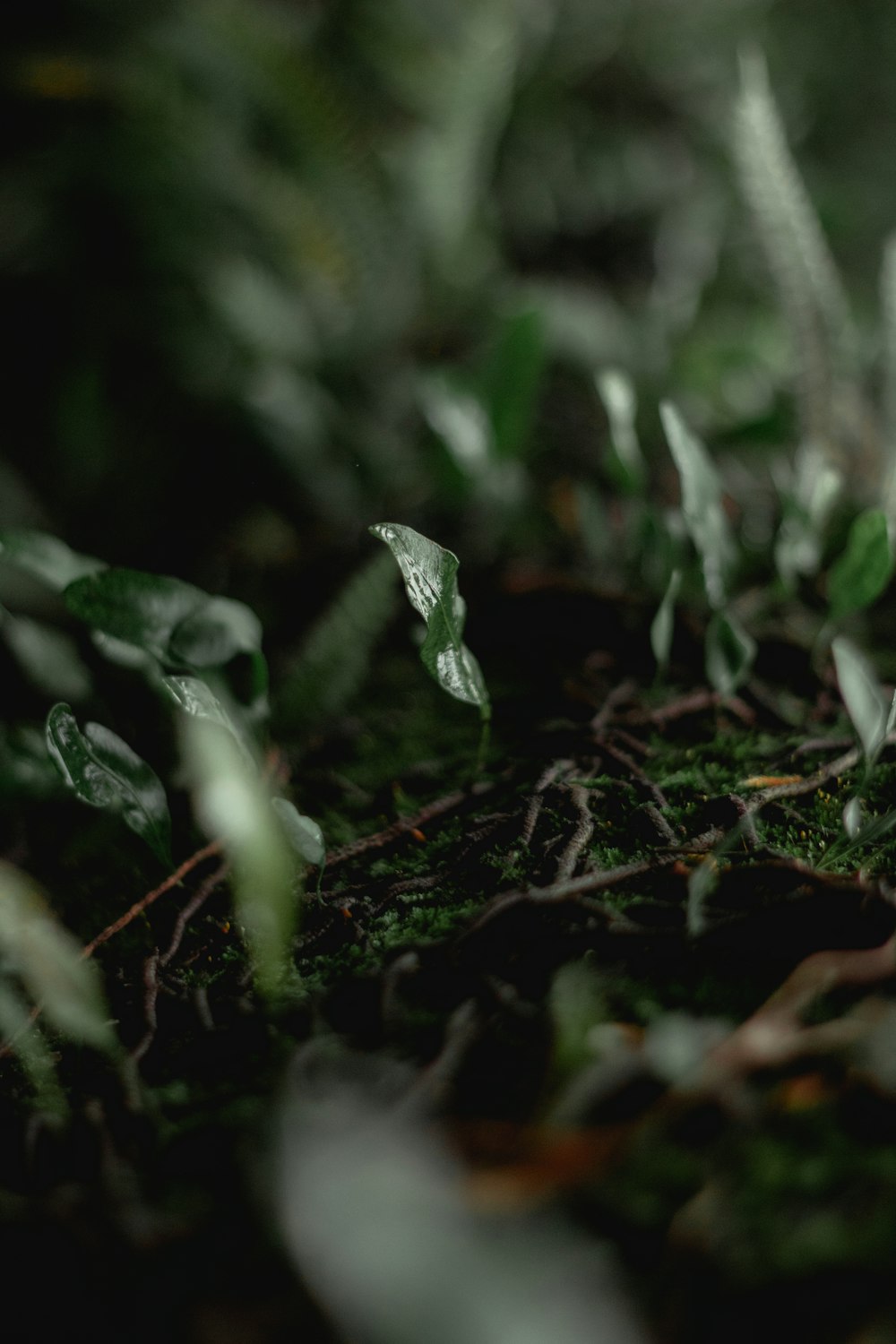 green leafed plant