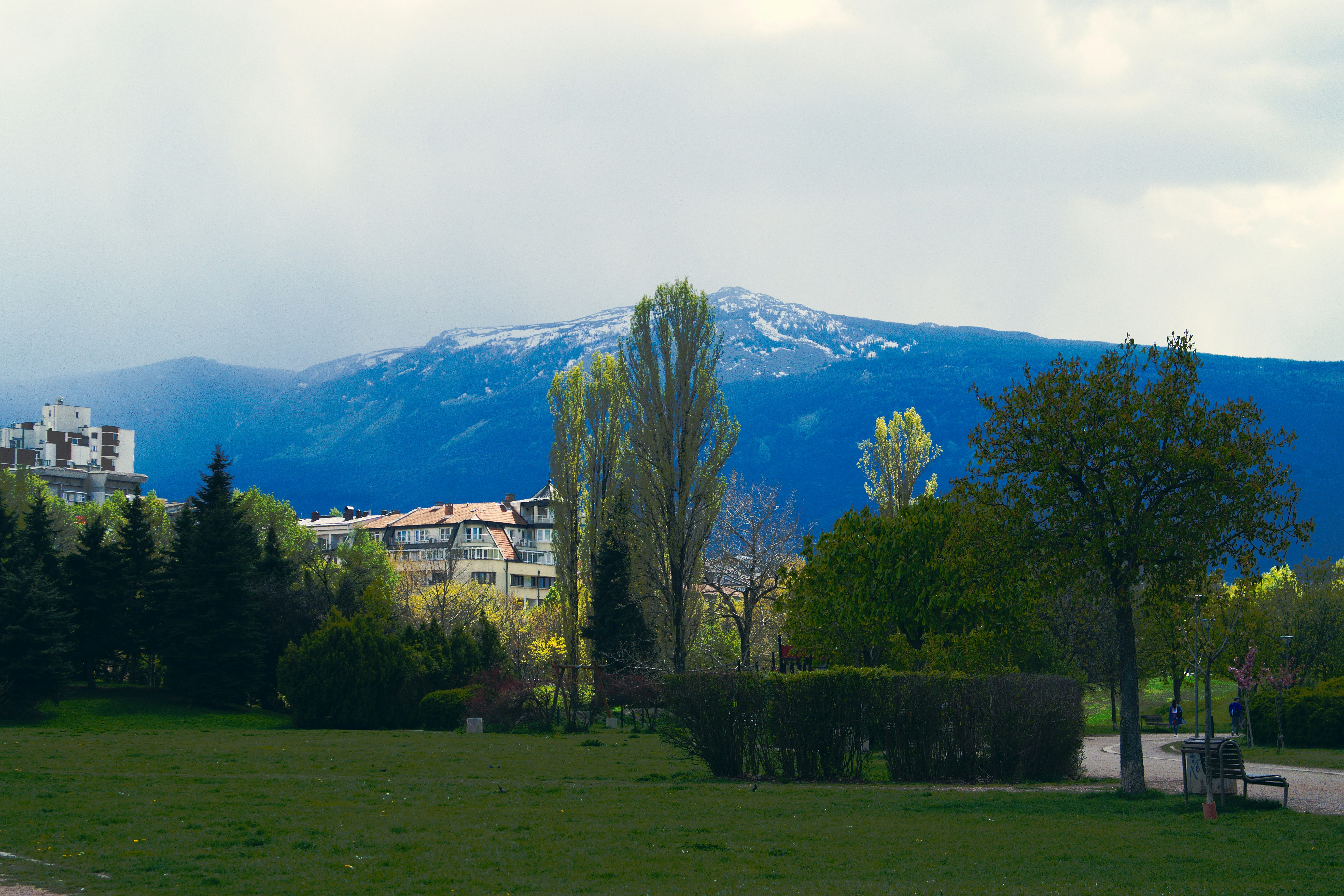 pini vicino alla montagna durante il giorno