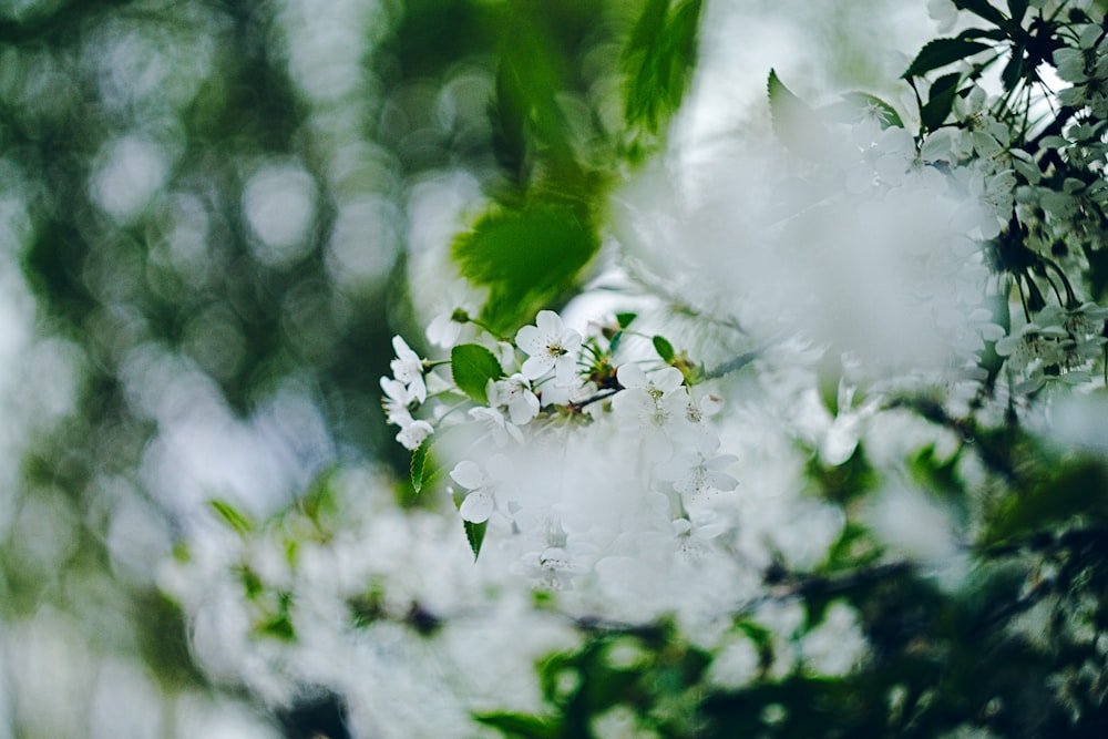 white petaled flowers close-up photography