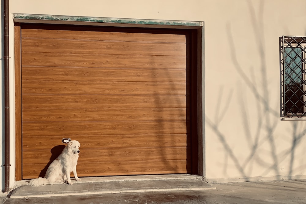 dog sitting beside garage door
