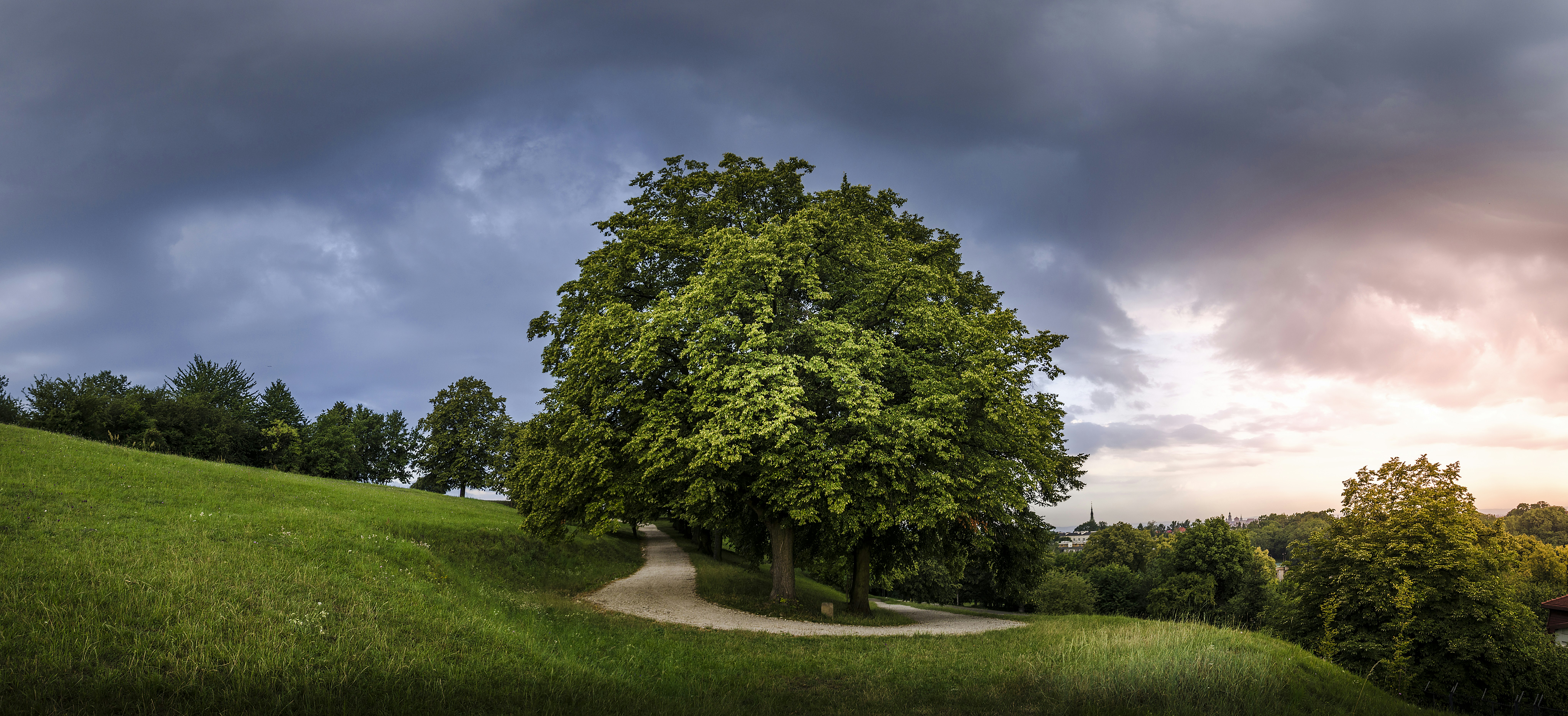 تأثير أشجار البلوط على النظم البيئية المحلية والحياة البرية