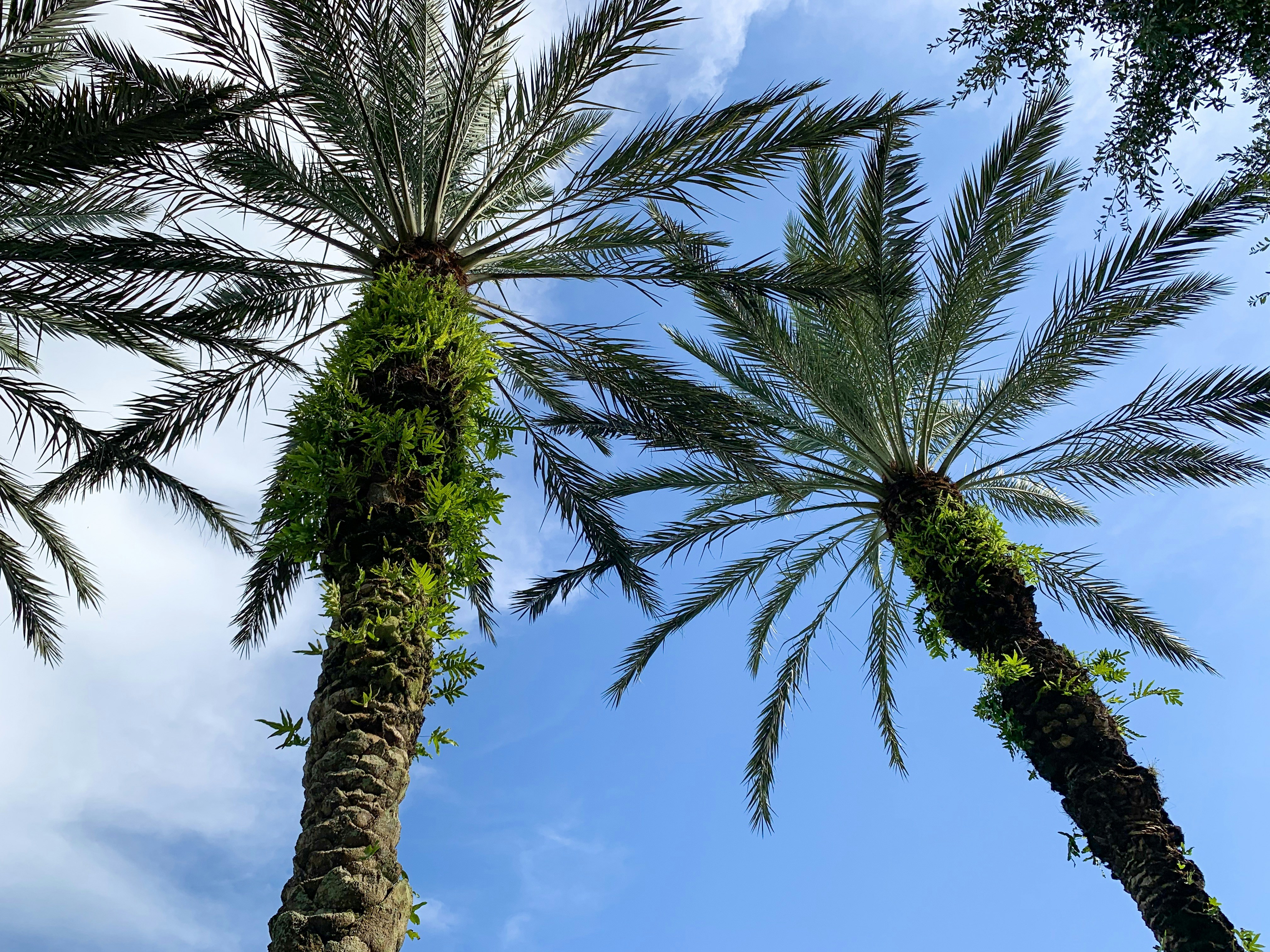 low angle photo of palm trees
