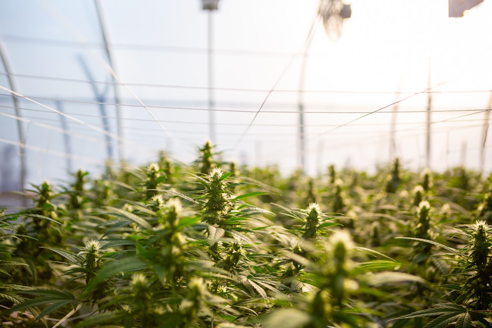 closeup photo of green plants