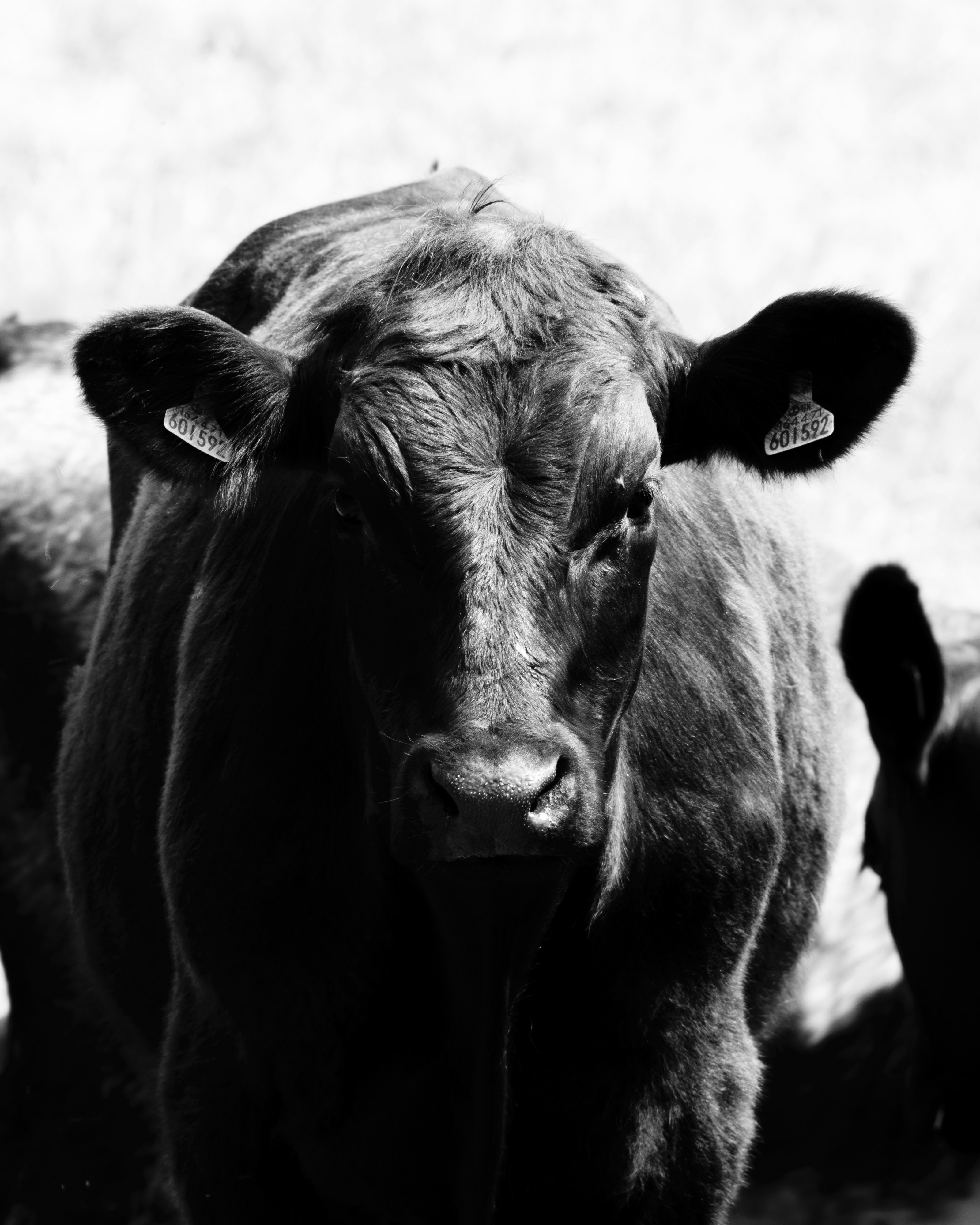 Black Cow Pictures Download Free Images on Unsplash