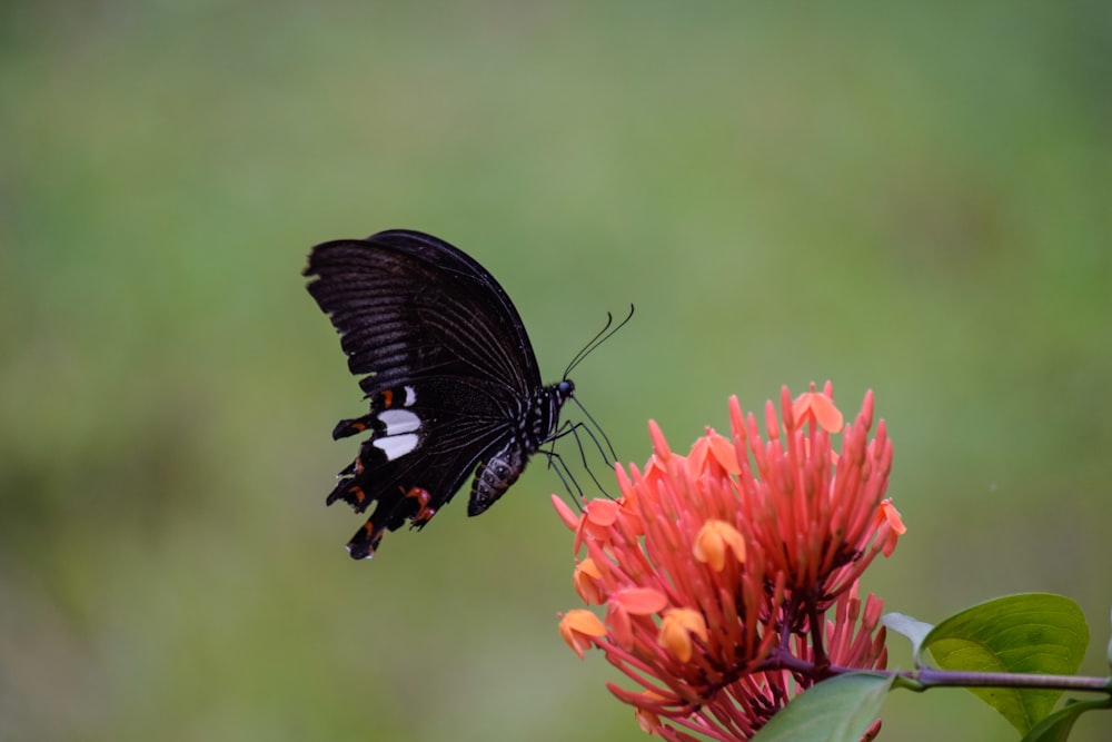 selective focus photography of black butterfly perching on red petaled flower