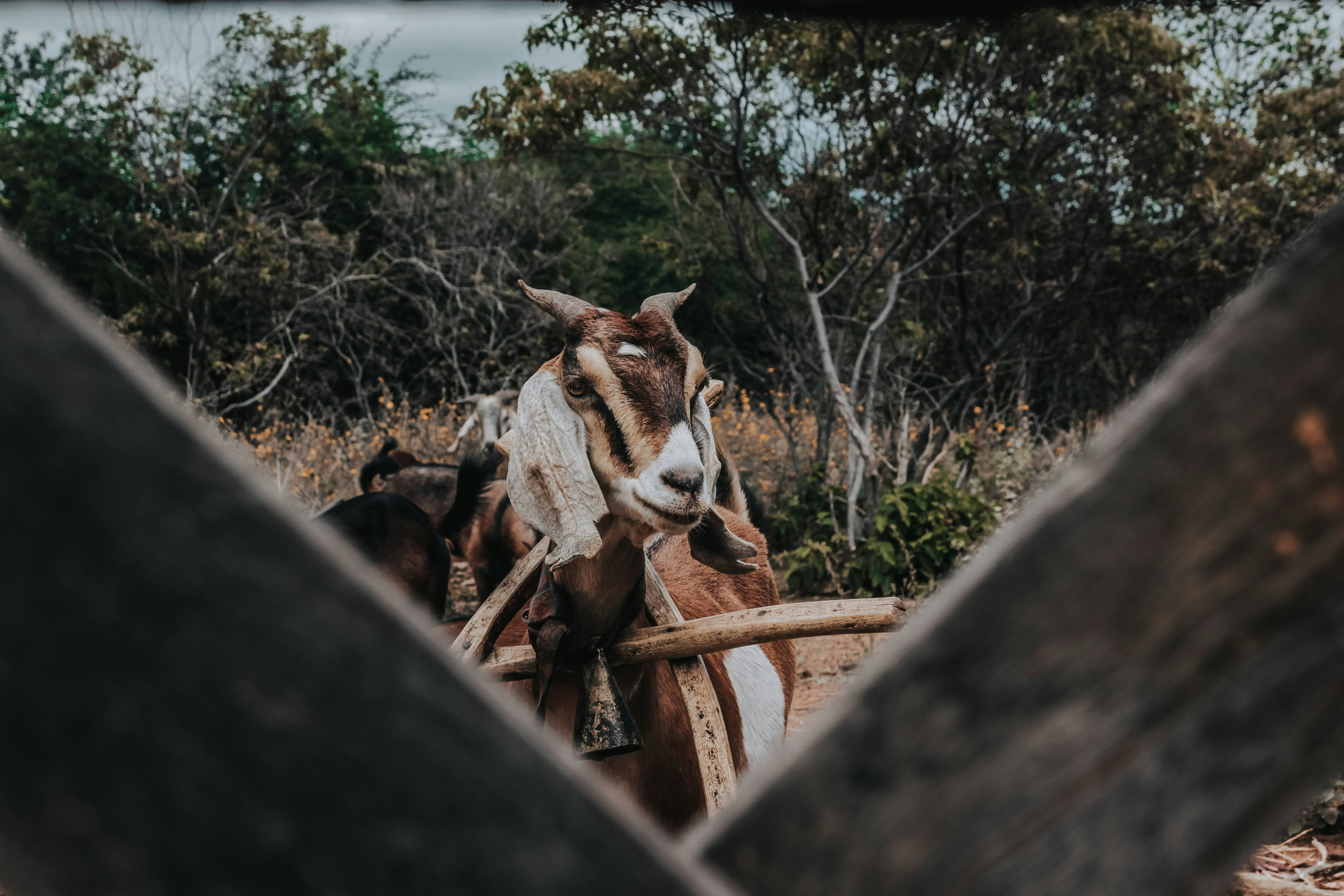 A goat and a little pony say hello over the fence