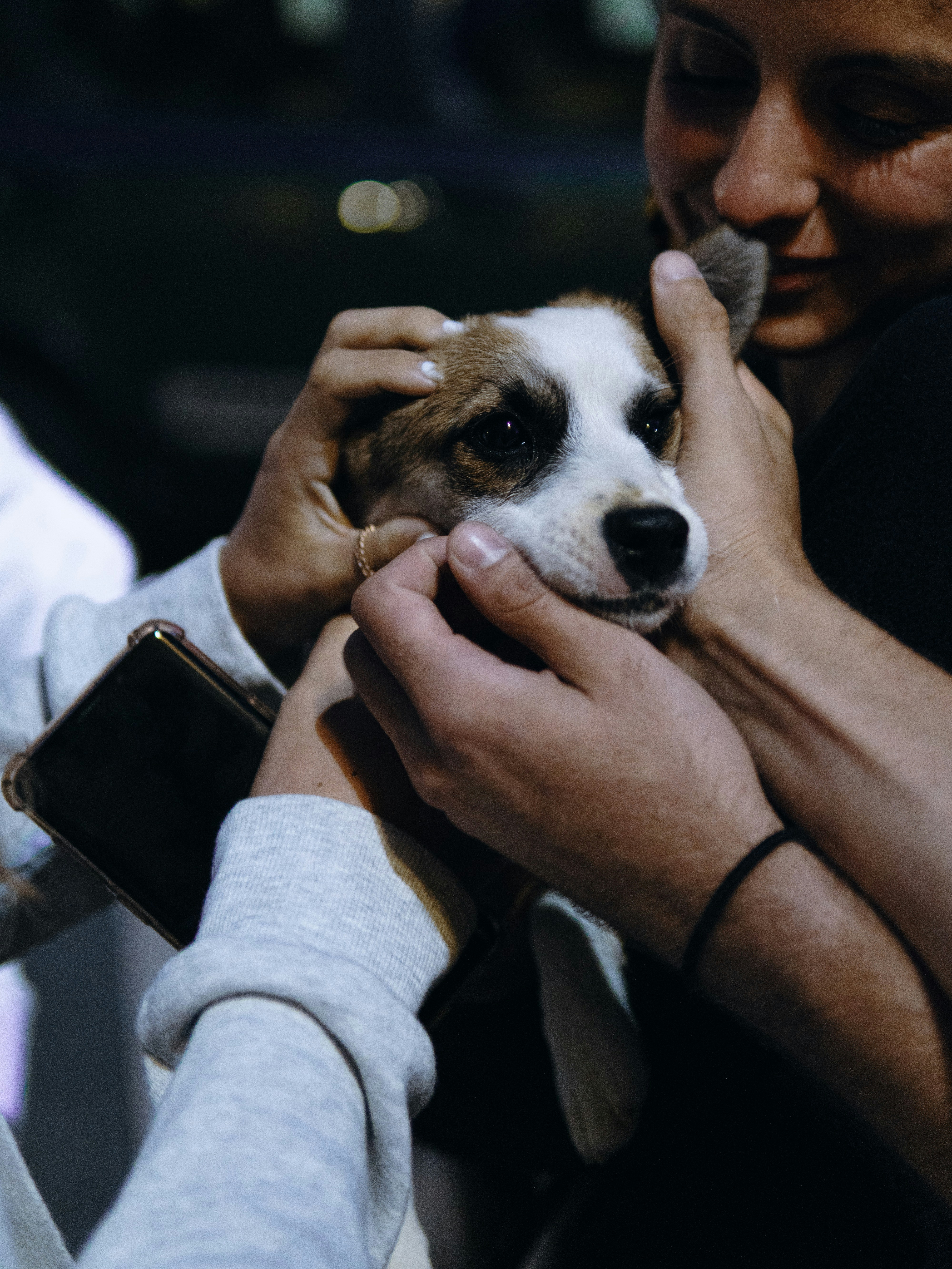 Puppy being held gently by owner