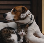 short-coated white and brown puppy