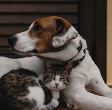 short-coated white and brown puppy