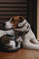 A brown and white dog is lying down with a gray and white tabby cat snuggled close under its neck. They are on a tiled floor with a wooden backdrop, creating a warm and cozy atmosphere.