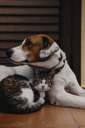 short-coated white and brown puppy