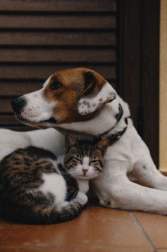 A heartwarming image of a dog and cat together in a shelter.