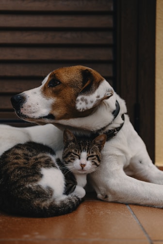 A happy dog and cat sitting together in a cozy home environment.