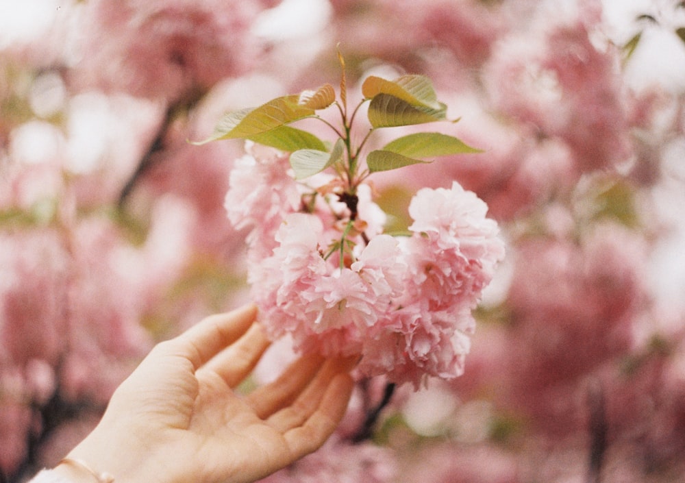 person holding pink petaled flower close-up photography