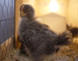A close-up of healthy day-old chicks in a warm incubator.