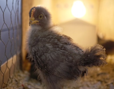 A young chick with fluffy gray feathers stands inside a warm, illuminated enclosure. The background features a wire mesh and a bright light source creating a cozy ambiance. The chick's beak is slightly open, and it has bright, curious eyes.