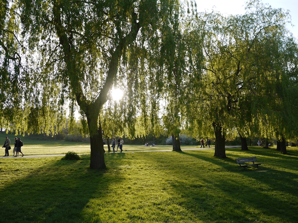 green-leafed trees