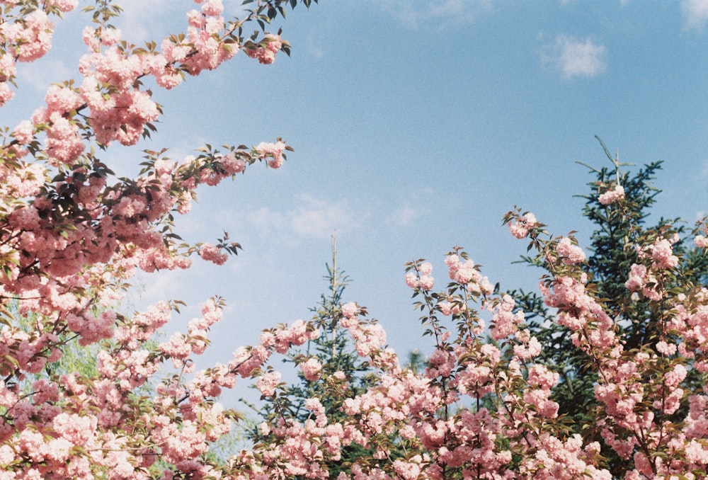 pink petaled flowers