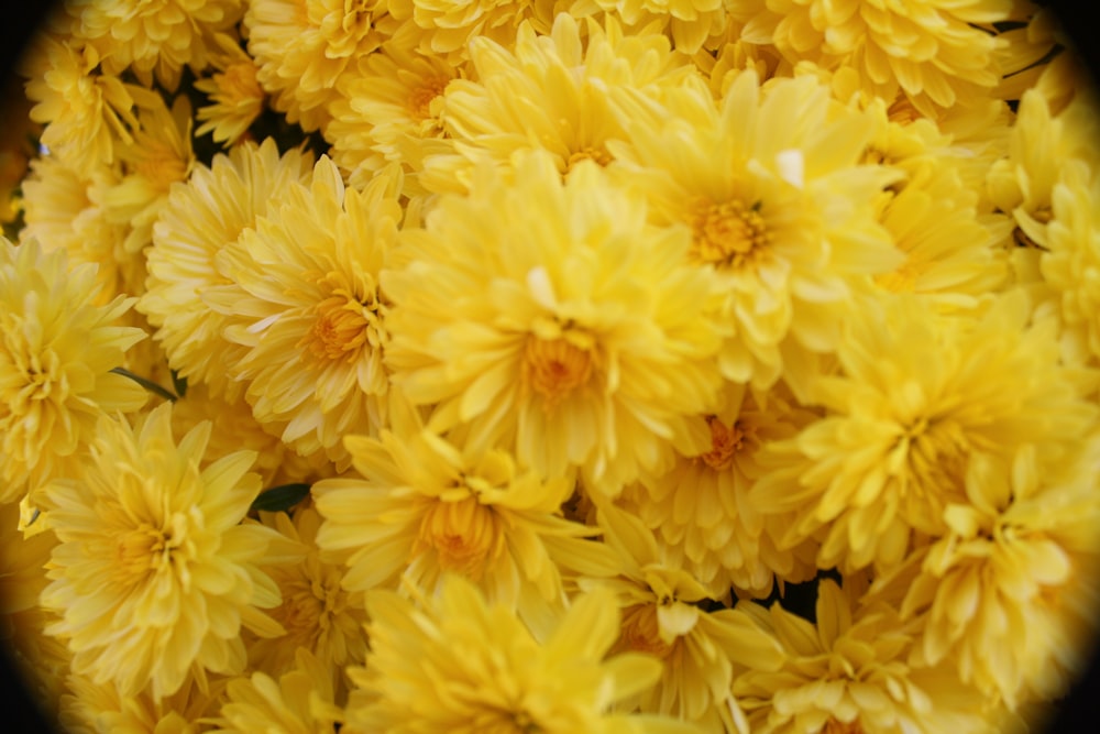 yellow petaled flower close-up photography