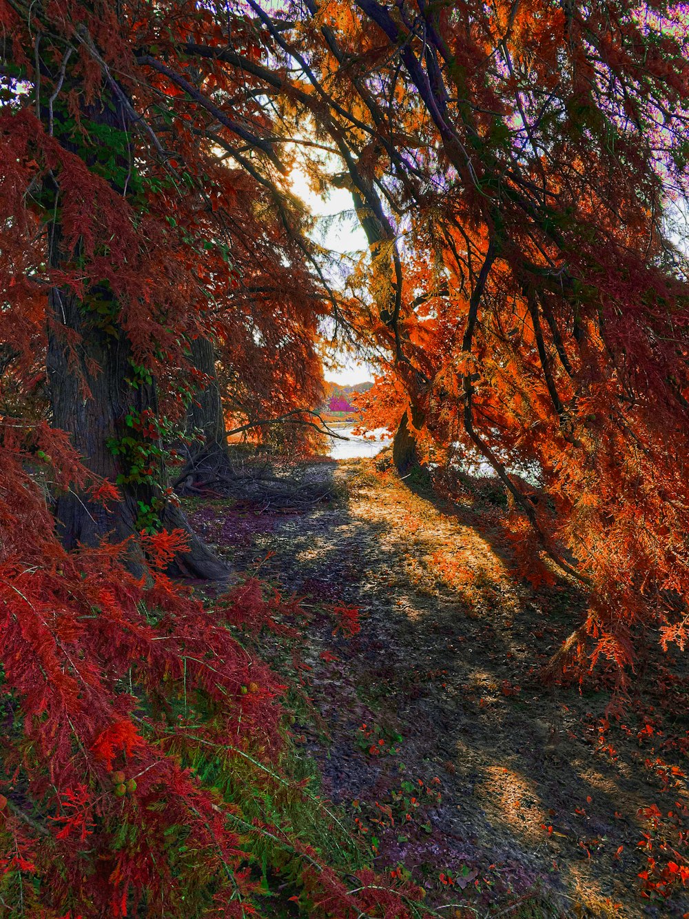 Percorso tra gli alberi durante il giorno