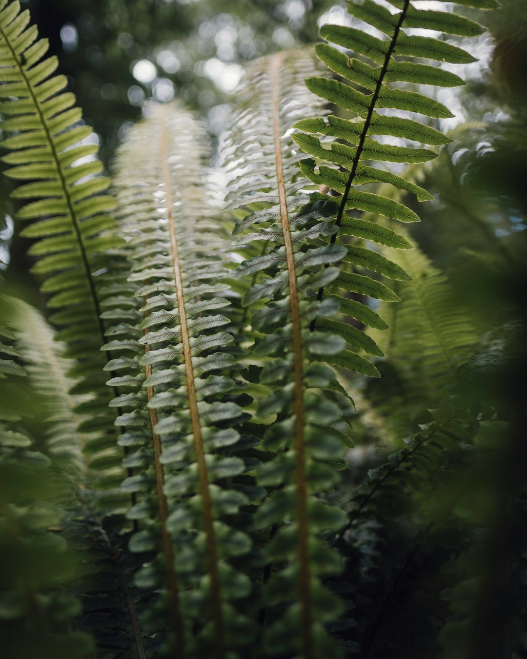 selective focus photography of ferns plant