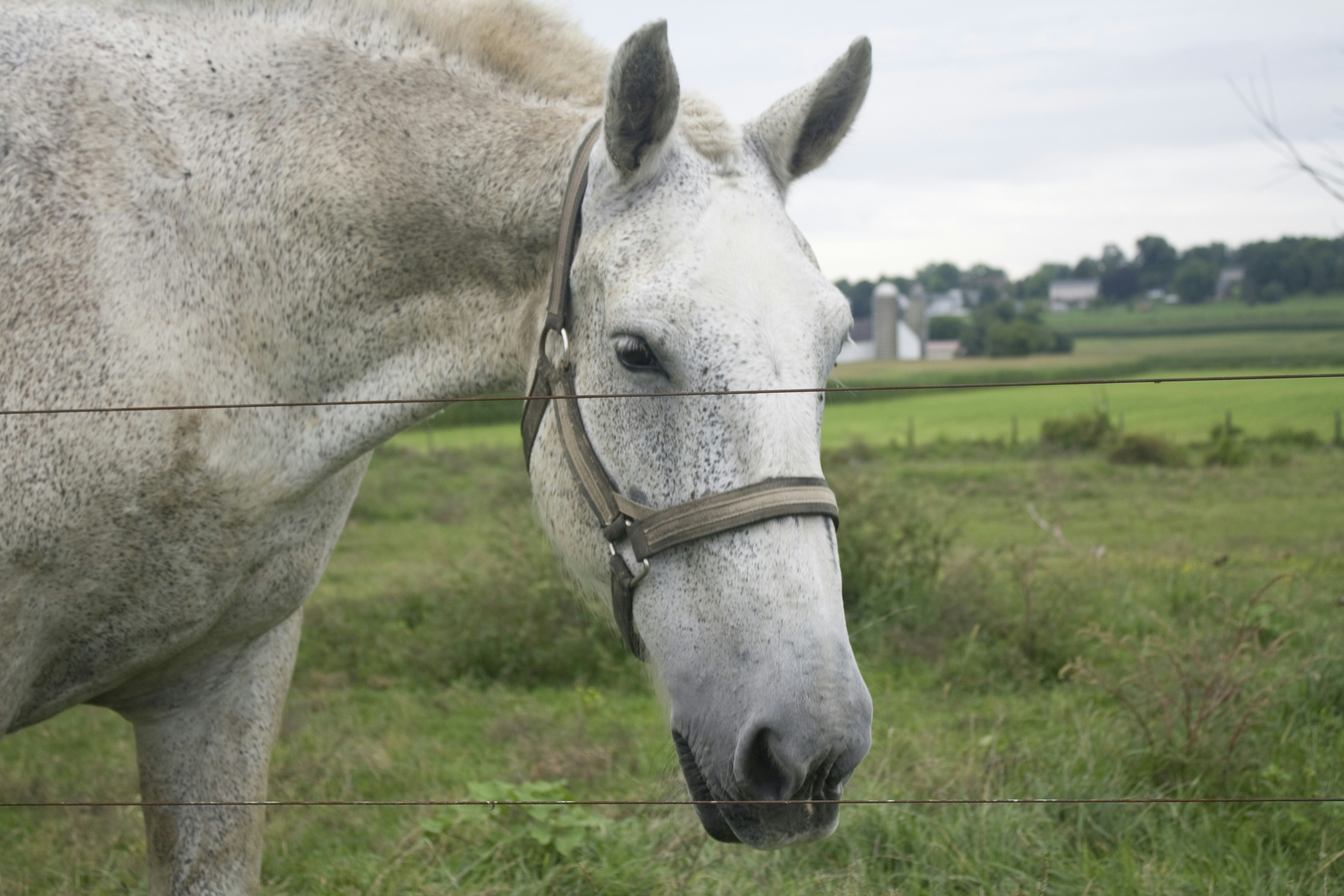 white horse standing on grass