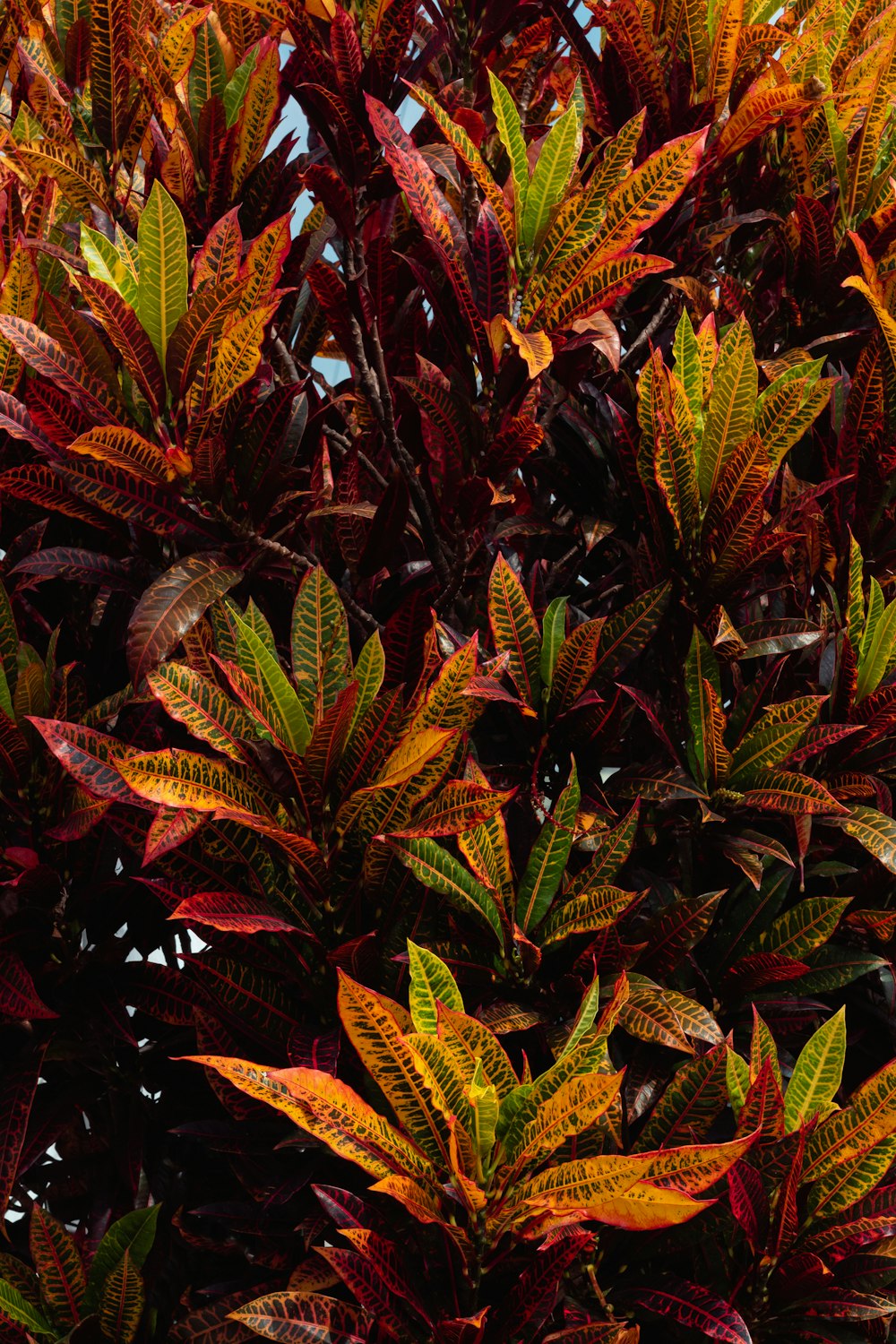 red, green, and yellow croton plant close-up photography
