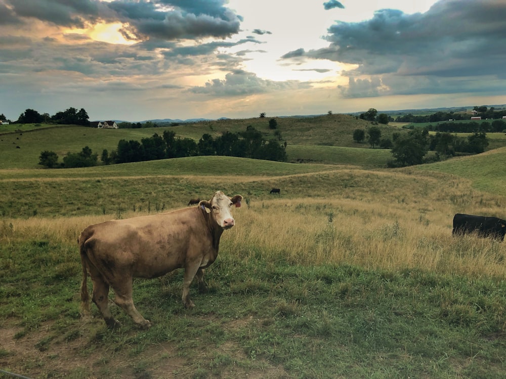 brown cattle