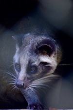 Close-up of a chinchilla's curious face with bright eyes and whiskers.