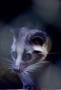 Close-up of a chinchilla's curious face with bright eyes and whiskers.
