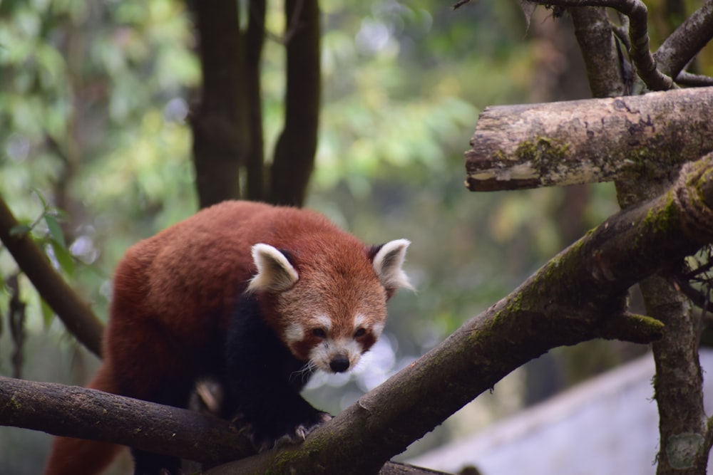 brown animal in a branch close-up photography