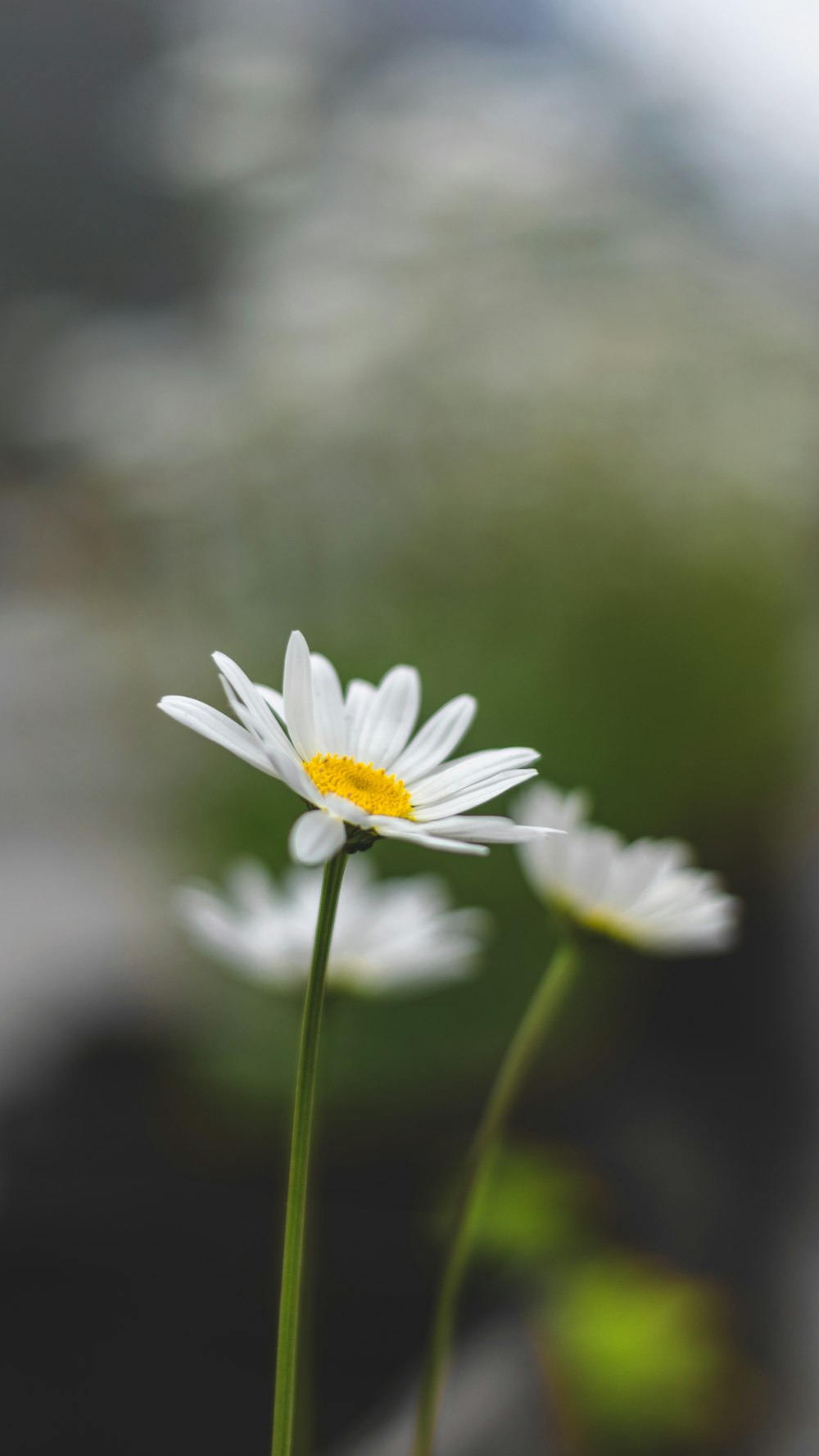 Fotografía de enfoque selectivo de flores de margarita blanca