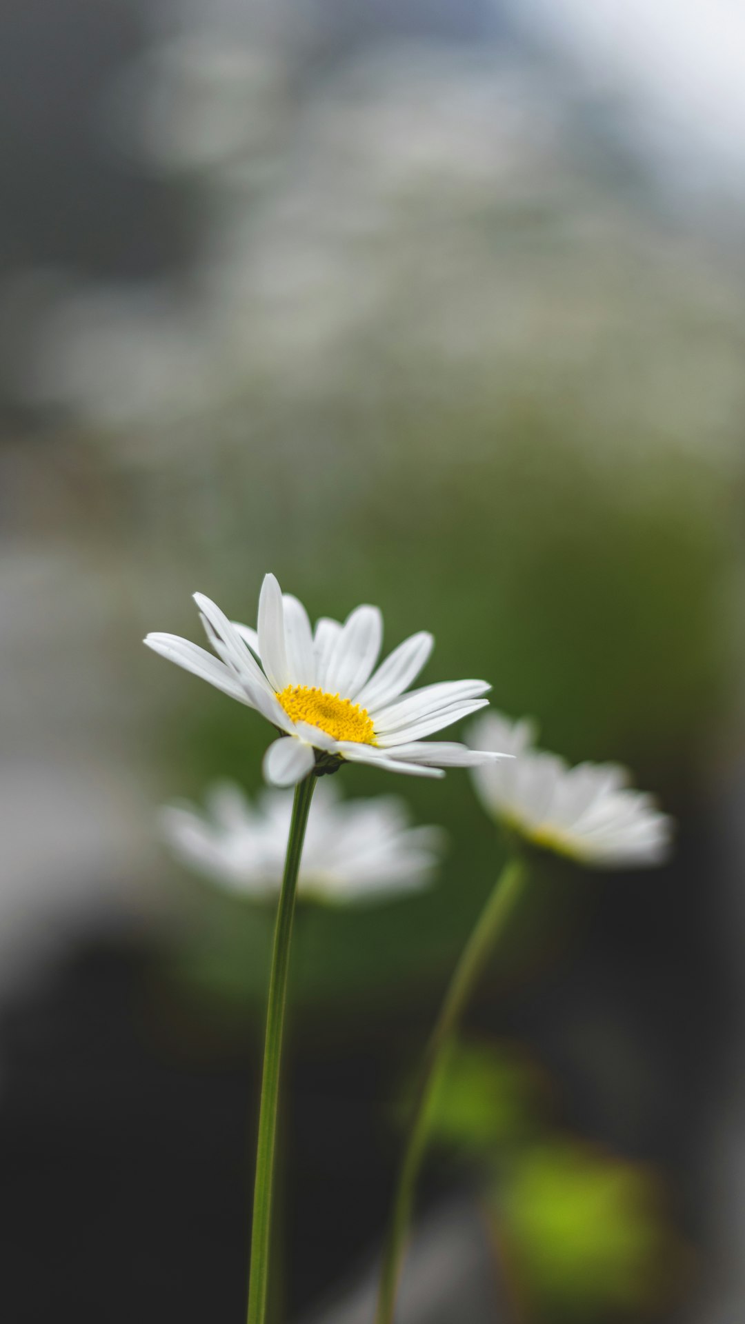 selective focus photography of white daisy flowers