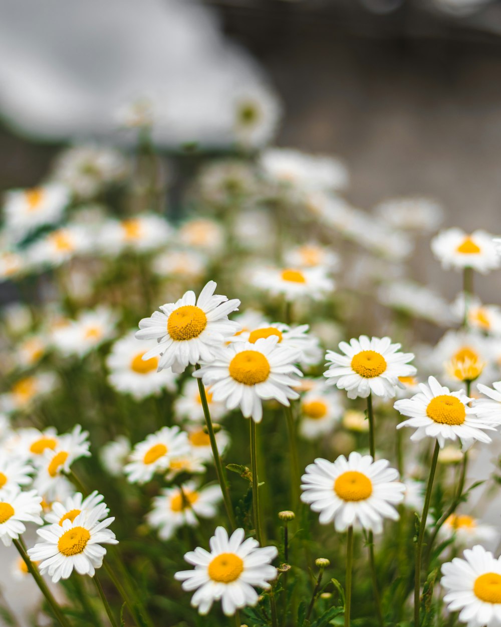 margaritas blancas en flor