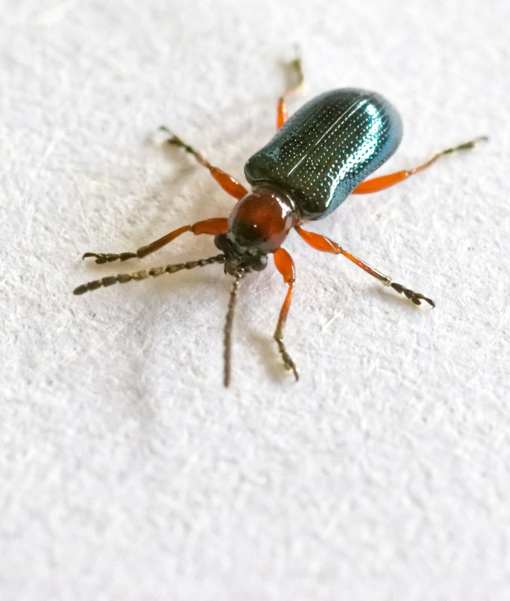 black and brown beetle